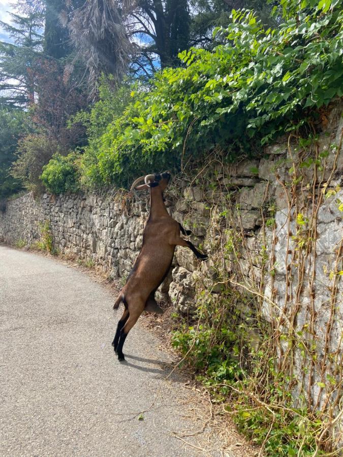 La Frigoule, Un Gite Au Coeur Du Parc Des Cevennes Generargues Экстерьер фото